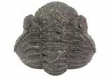 Bumpy, Enrolled Drotops Trilobite - Around #66336-2